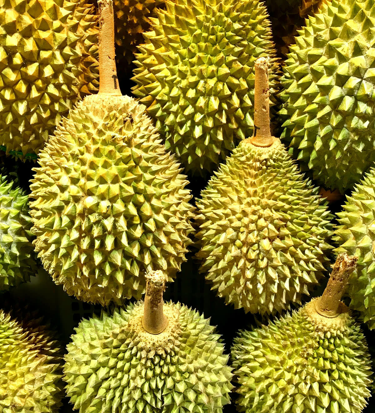 Sầu riêng Monthong nguyên trái sau phân loại