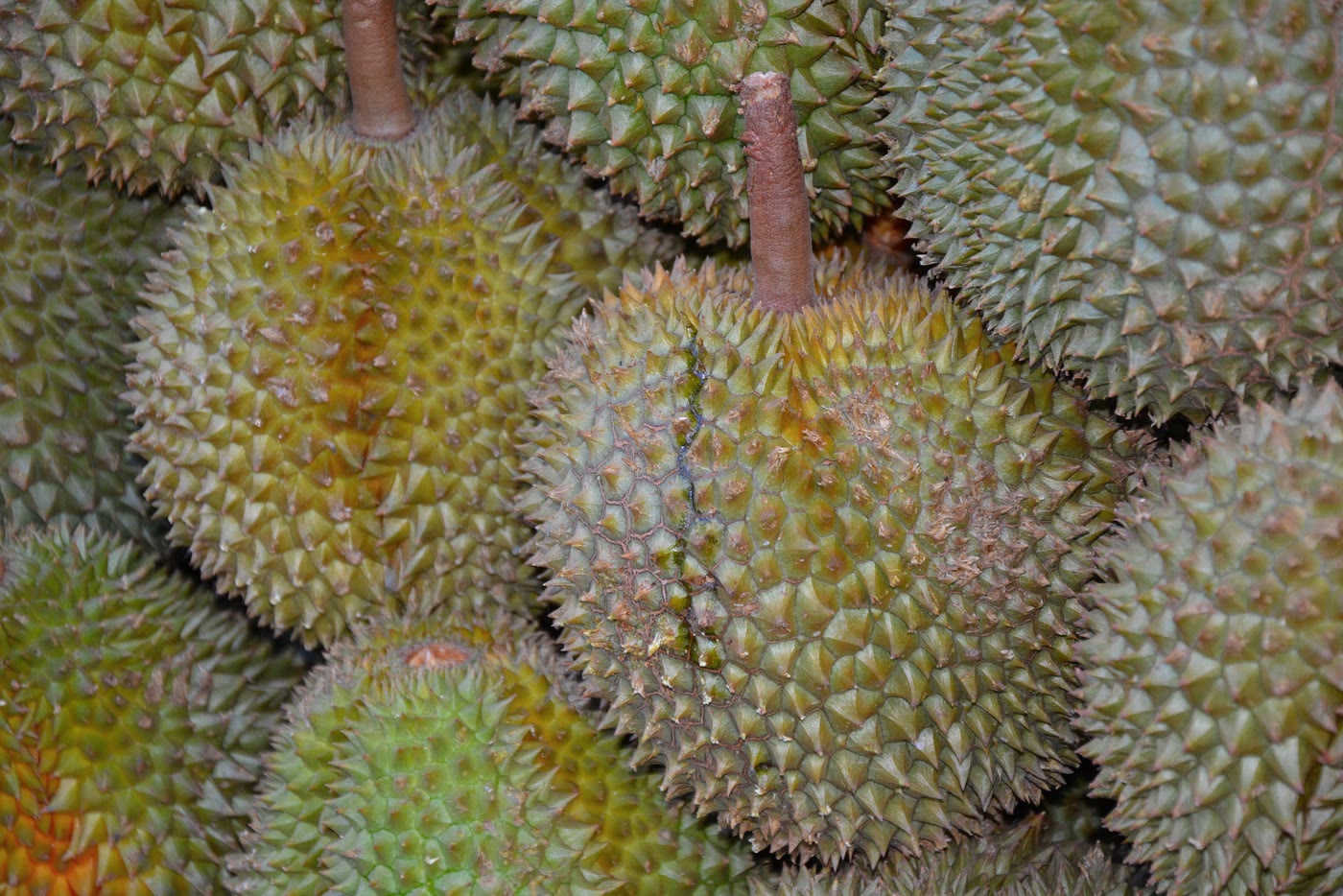 Sầu riêng tươi sau phân loại